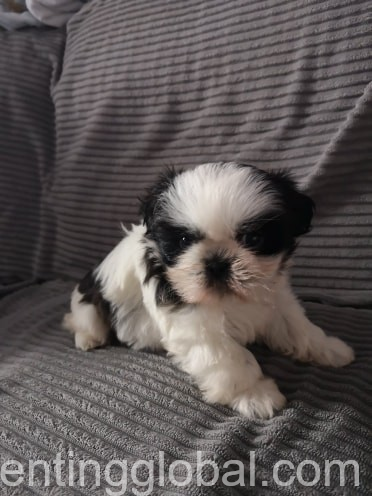 www.rentingglobal.com, renting, global, Lubin, Poland, Stunning Well Bred Shihtzu Puppies