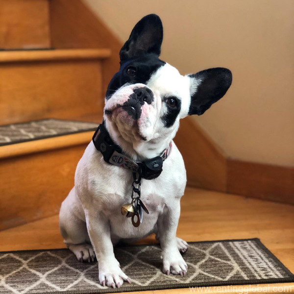 www.rentingglobal.com, renting, global, Los Angeles, CA, USA, frenchbulldog,french bulldog,pet,pets,poppies,poppy,dogs,dog,,french bulldog,pet,pets,poppies,poppy,english bulldog,englishbulldog,frenciebulldog,frenchie bulldog,dog,dogs, French Bulldog for sale