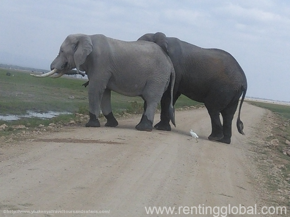 www.rentingglobal.com, renting, global, Nairobi, Kenya, kenya wildlife safaris, kenya adventures, summer holiday destination, group safaris, budget adventure safaris, travel holidays in kenya, kenya wildebeest migration,kenya adventure safaris, kenya safaris, safaris kenya, small group safaris, kenya safari, kenya short safaris,small group adventures, kenya camping safaris, short safaris, safaris kenya, summer holiday adventure kenya, affordable travel., YHA Kenya Travel 7 Nights 8  Days Masai Mara/ Lake Nakuru / Amboseli /Tsavo West & Tsavo East.