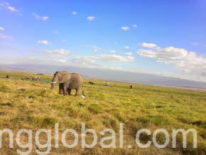 www.rentingglobal.com, renting, global, Nairobi, Kenya, safari tour package, majestic amboseli kenya safari, yha kenya travel tours & safaris, Majestic Amboseli Kenya Safari YHA-Kenya Travel 2 Nights 3 Days Amboseli National Park Kenya Safari.