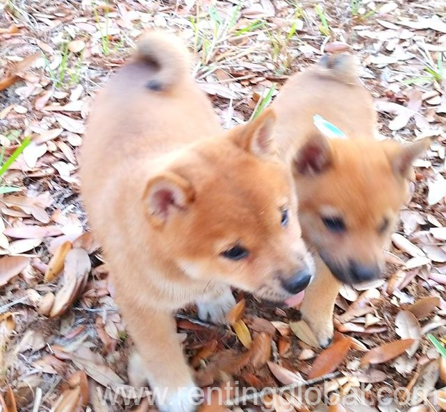 www.rentingglobal.com, renting, global, 2 Soi Phetchaburi 47 Yaek 10, Khwaeng Bang Kapi, Khet Huai Khwang, Krung Thep Maha Nakhon 10310, Thailand, Lovely Shiba Inu Puppies