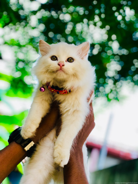 www.rentingglobal.com, renting, global, Kolonnawa, Sri Lanka, Persian cat for sale