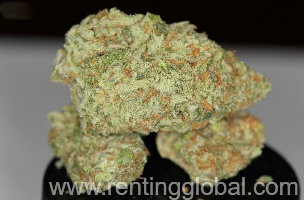 www.rentingglobal.com, renting, global, Newark, NJ, USA, dogs,puppies,for sale,items for sale,cannabis,medical,goods,marijuana, Top Quality Marijuana for sale