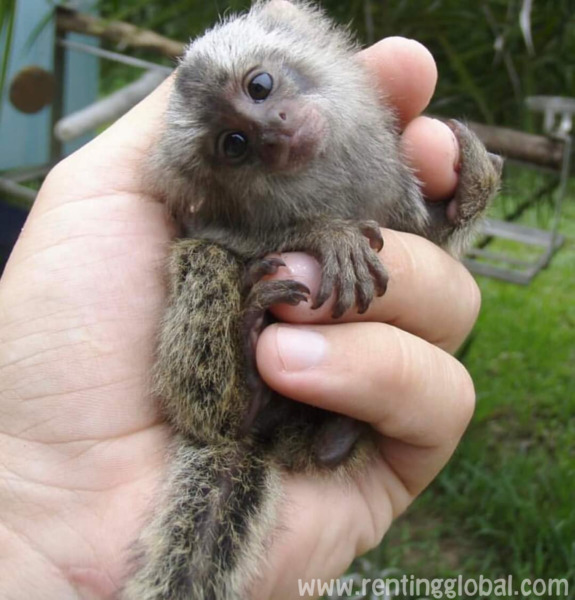 www.rentingglobal.com, renting, global, U.S. Rt. 66, Albuquerque, NM, USA, marmoset monkey, Adorable marmoset monkey for sell 