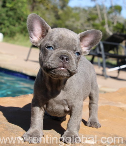 www.rentingglobal.com, renting, global, Los Angeles, CA, USA, for sale,   French Bulldog Kids Heart.