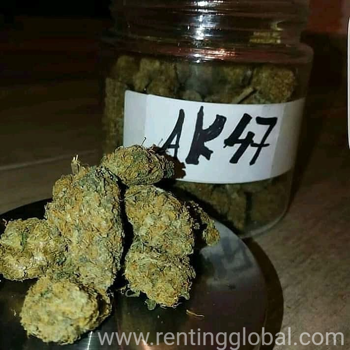www.rentingglobal.com, renting, global, California, USA, legit plug, Top quality marijuana