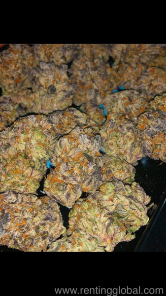 www.rentingglobal.com, renting, global, New York, NY, USA, Medical strains of cannabis,cartridges,seeds and oils 