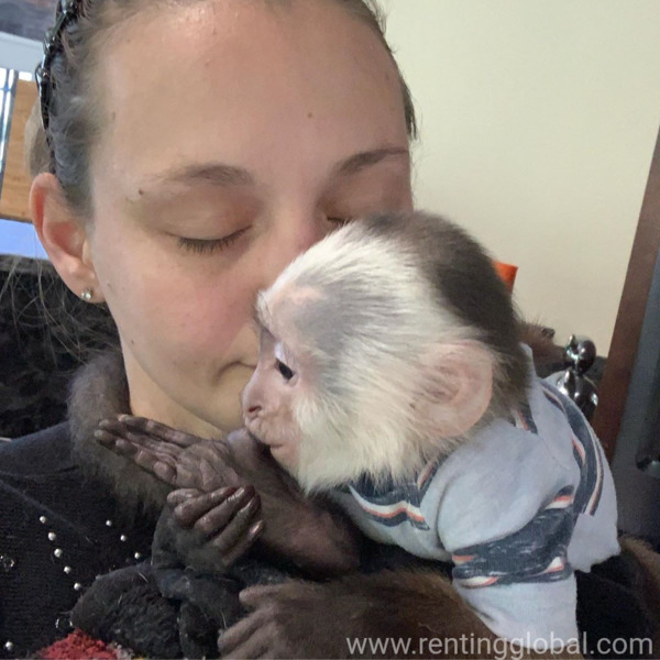 www.rentingglobal.com, renting, global, Cleveland, OH, USA, capuchin, monkey, Cute white face Capuchin