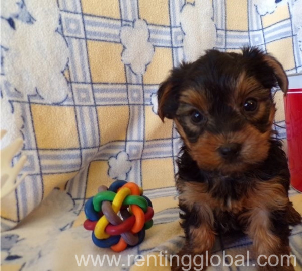 www.rentingglobal.com, renting, global, Chicago, IL, USA, Beautiful Yorkie Puppies 11-12 week old!!