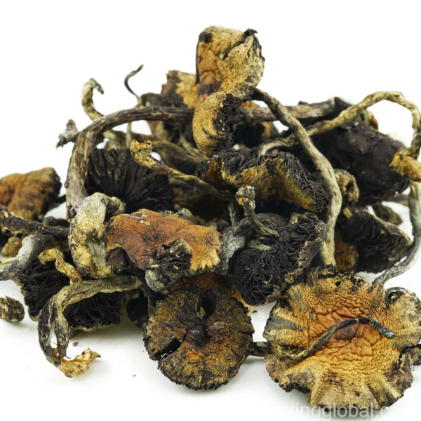 www.rentingglobal.com, renting, global, Vancouver, BC, Canada, shrooms, Cambodian Shrooms