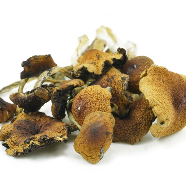 www.rentingglobal.com, renting, global, Vancouver, BC, Canada, shrooms, Malabar Shrooms