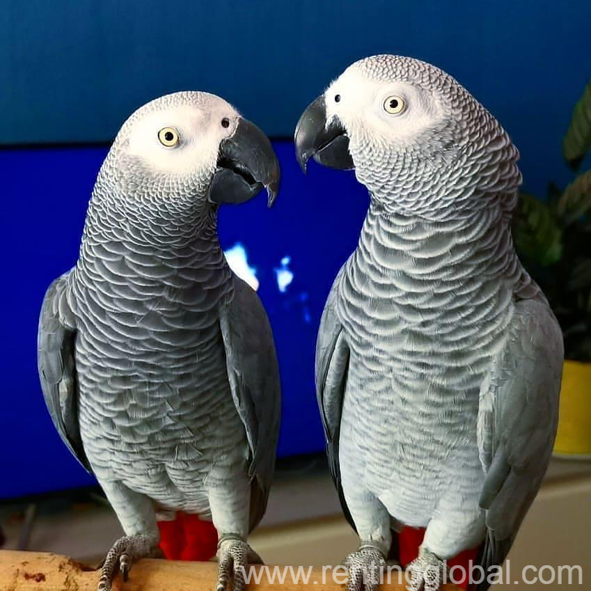 www.rentingglobal.com, renting, global, U.S. Virgin Islands, African Gray Parrots Available For Sale.