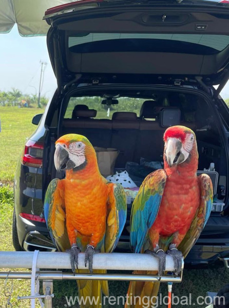 www.rentingglobal.com, renting, global, 911 Bloomfield Ave, West Caldwell, NJ 07006, USA, Macaw Parrots For Sale