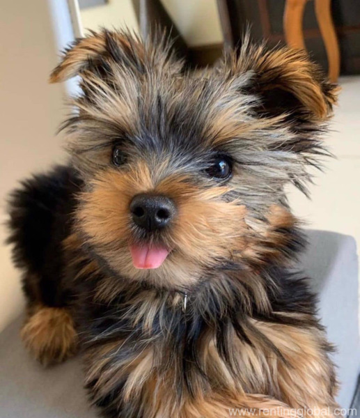 www.rentingglobal.com, renting, global, Austin, TX, USA, Cute Teacup Yorkie Puppies Available now