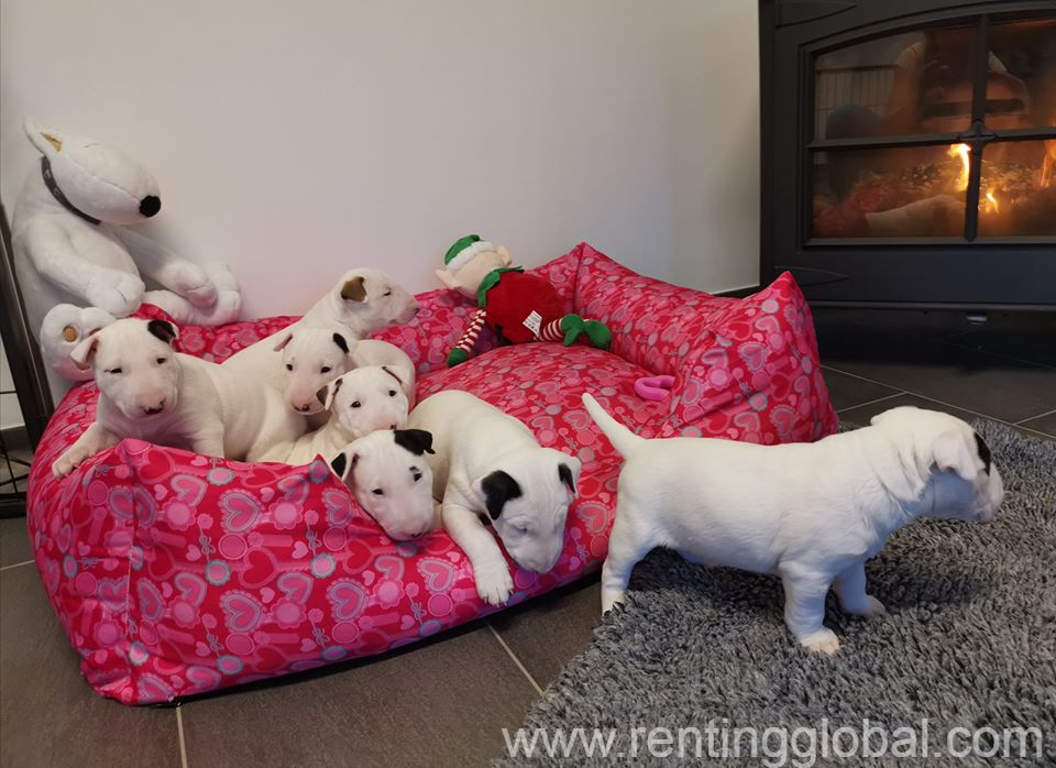 www.rentingglobal.com, renting, global, Oklahoma City, OK, USA, *Active Bull Terrier Puppies. Male & Female* Akc reg