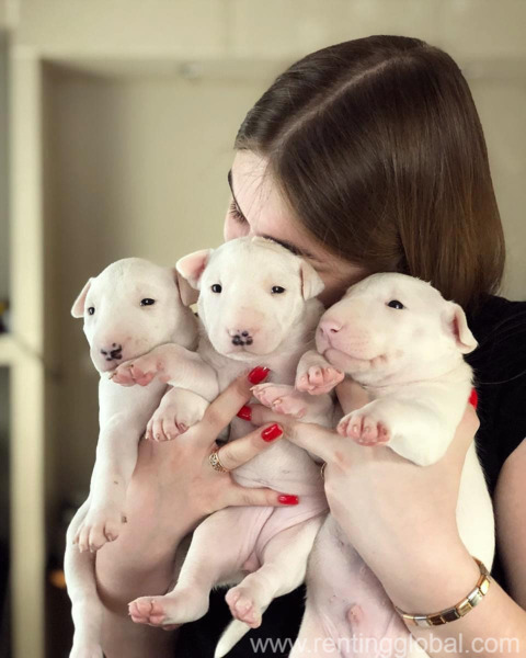 www.rentingglobal.com, renting, global, Phoenix, AZ, USA, bull terrier, AKC Registered Bull Terrier bullies  male and  female 