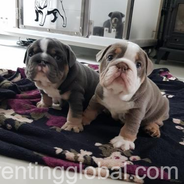 www.rentingglobal.com, renting, global, Kensington High St, Kensington, London, UK, english bulldog,pet,puppy,free,adoption, kc reg English bulldog puppies for free adoption
