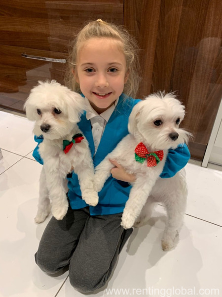 www.rentingglobal.com, renting, global, The Orient, Manchester, Stretford, Manchester M17 8AA, UK, puppy,pet,puppies,free,maltese, kc champion Maltese puppies available for re-homing