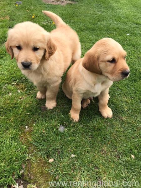 www.rentingglobal.com, renting, global, Fresno, CA, USA,  Golden Retriever Puppies for Adoption