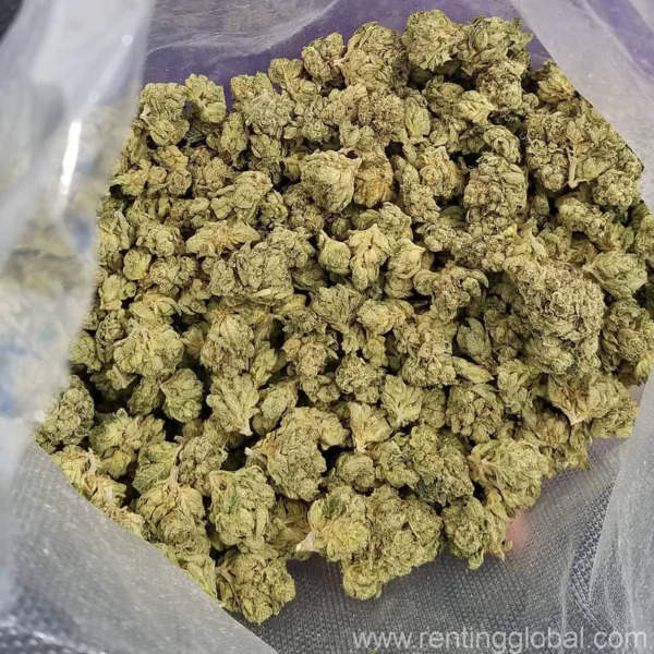 www.rentingglobal.com, renting, global, United States, Buy cocaine online text at 708 762 1245