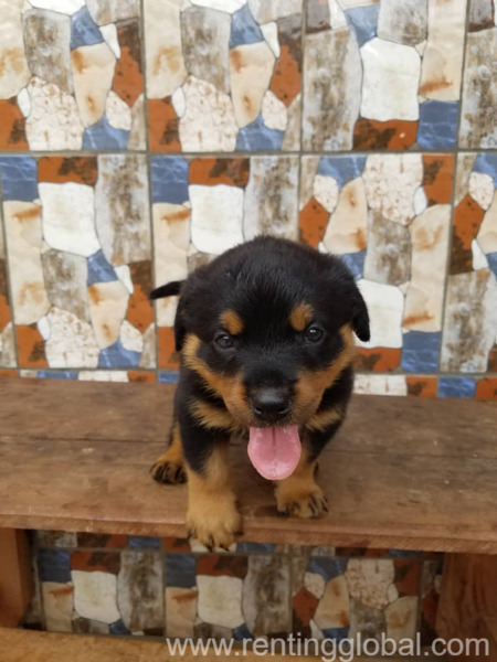 www.rentingglobal.com, renting, global, Los Angeles, CA, USA, shipping is available for our pups but if you are available, rehoming my beautiful Rottweiler puppies