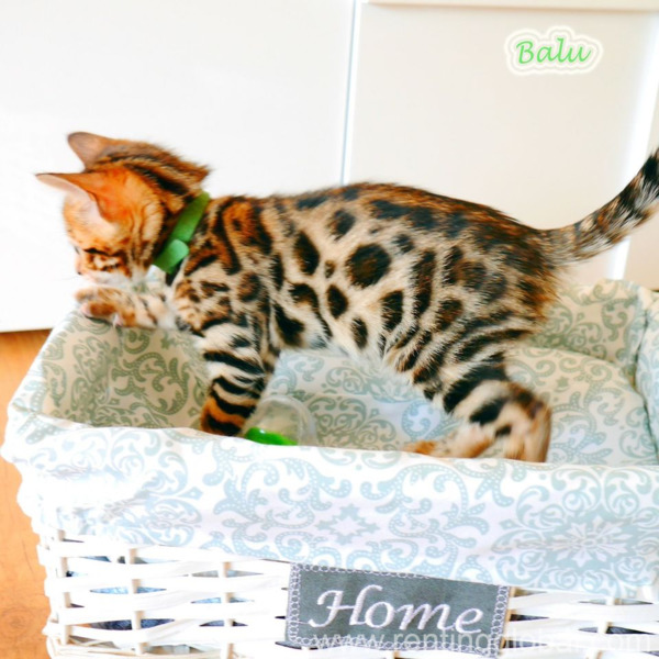 www.rentingglobal.com, renting, global, Germany, Purebred Bengal kitten with pedigree
