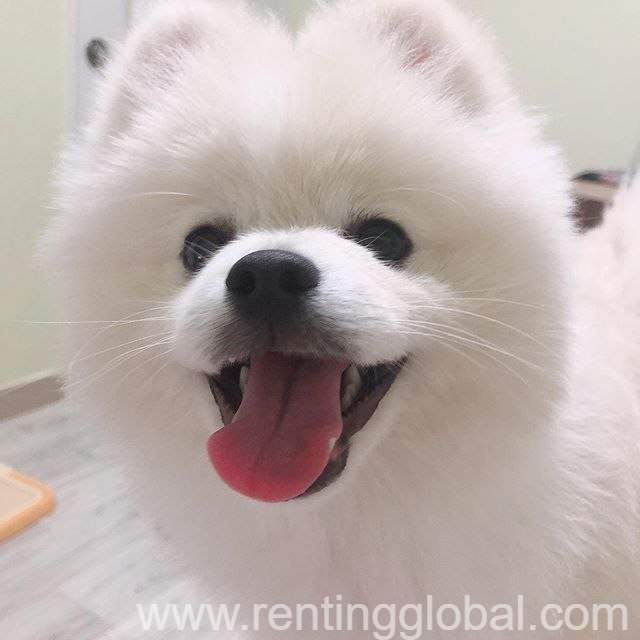 www.rentingglobal.com, renting, global, Utah Lake, Utah, USA, dogs,puppies, pomeranian puppies for adoption