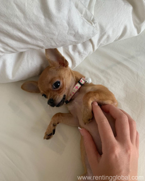 www.rentingglobal.com, renting, global, Boulder, CO, USA, chihuahua pups, Male and Female teacup Chihuahua Puppies available for new home