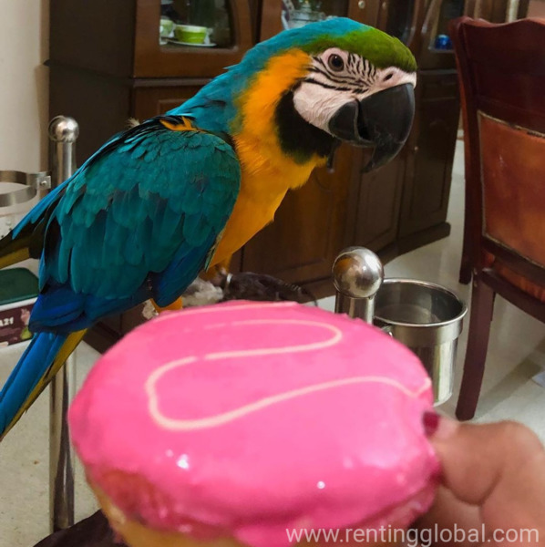 www.rentingglobal.com, renting, global, Sharjah - United Arab Emirates, our baby jack macaw is very friendly and like to talk and play, Adorable macaw very friendly