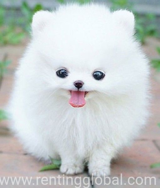 www.rentingglobal.com, renting, global, 15-69 Mihama, Chatan, Nakagami-gun, Okinawa 904-0115, Japan, pet, Lovely pets