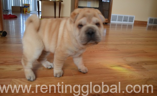 www.rentingglobal.com, renting, global, California, USA, shar pei puppies,for,sale . akc puppies. dogs and puppies for in usa.,  Big head Wrinkle Face Shar Pei puppies Available