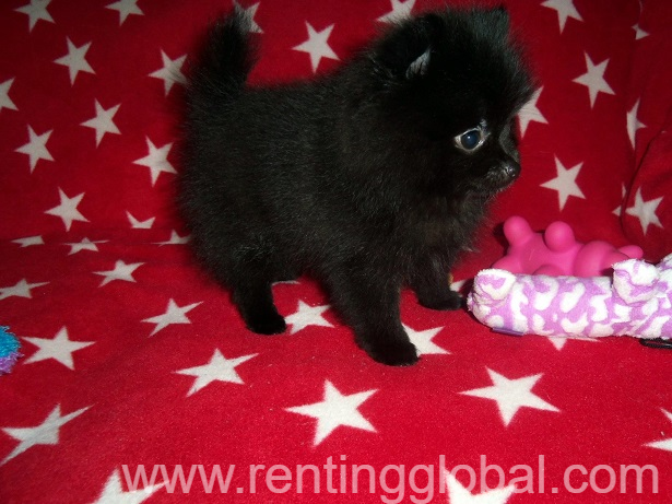 www.rentingglobal.com, renting, global, New Jersey, USA, pomeranian puppies for sale. akc registered puppies for sale. dogs and puppies for sale in usa., Stunning black pomeranian puppies looking for their forever loving home