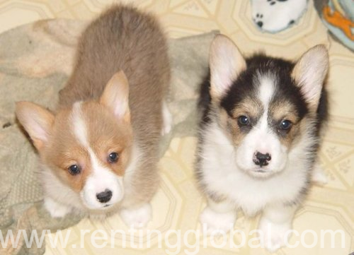 www.rentingglobal.com, renting, global, Florida, USA, welsh corgi puppies for sale. akc puppies for sale. dogs and puppies for sale in usa., Tri color and Sable Pembroke Welsh Corgi puppies for good homes