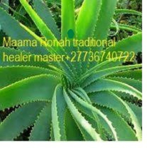 www.rentingglobal.com, renting, global, 800 N Alameda St, Los Angeles, CA 90012, USA, lost love spell, love spells that works, easy love spells, magic love spells, binding love spell, marriage spell, love spell casting, powerful love spell, love potions, gay love spells, working love spells, traditional healer, witchcraft, magic, marriage spells, AFRICAN TRADITIONAL HEALER POWERFUL SPELL CASTER +27736740722
