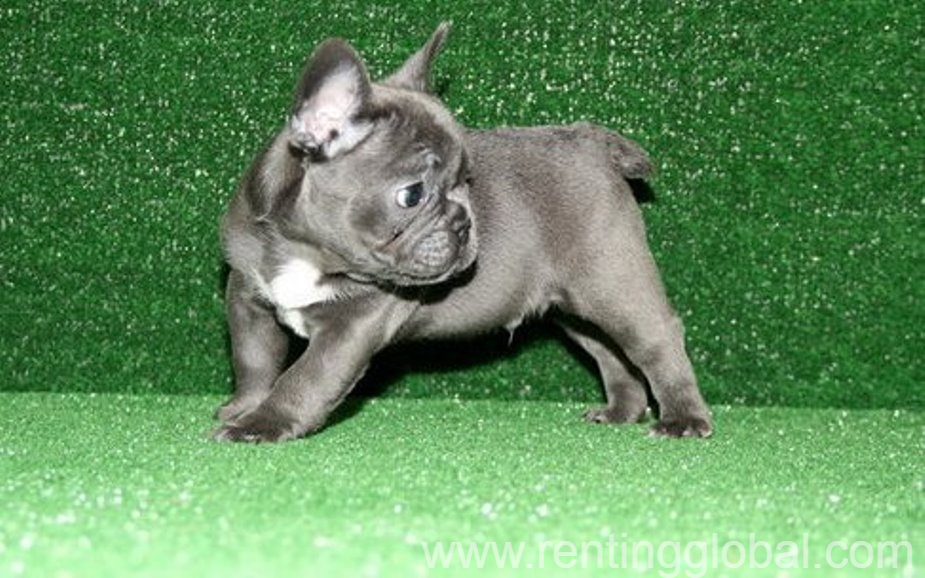 www.rentingglobal.com, renting, global, Alabama, USA, French Bulldog Puppies