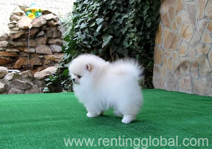 www.rentingglobal.com, renting, global, Michigan City, IN, USA, Mini Pomeranian Puppies