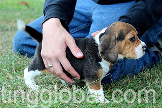 www.rentingglobal.com, renting, global, New Jersey, USA, Beagle Puppies Ready to go