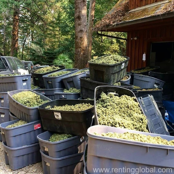 www.rentingglobal.com, renting, global, London Borough of Southwark, Rotherhithe, London SE16 7FS, UK, mrijuana,edibles,seeds,cannabis,banga,kush,pots,420,quality,best weed,high kusg,vapes,pen,carts, Variants of organic cannabis strain