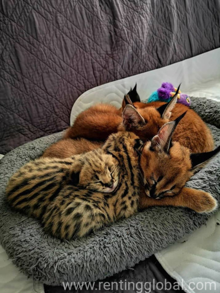 www.rentingglobal.com, renting, global, Houston, TX, USA, Savannah kitten, caracal kitten, serval kitten and ocelot kitten available