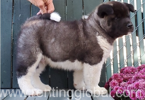 www.rentingglobal.com, renting, global, Callifornia Terrace, California, Falkirk FK1, UK, akc, beautiful Akita pups 