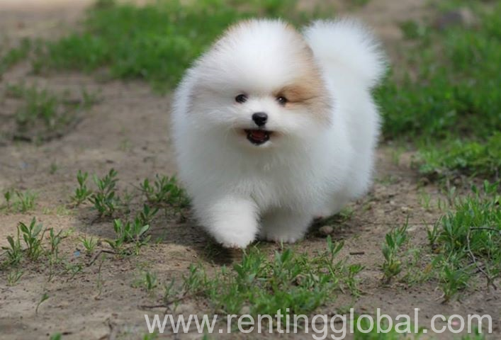 www.rentingglobal.com, renting, global, George Washington Bridge, Fort Lee, NJ 07024, USA, Pomeranian / Zwergspitz