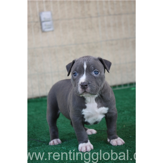 www.rentingglobal.com, renting, global, Görlitz, Germany, American Pit Bull Blue Line Puppies