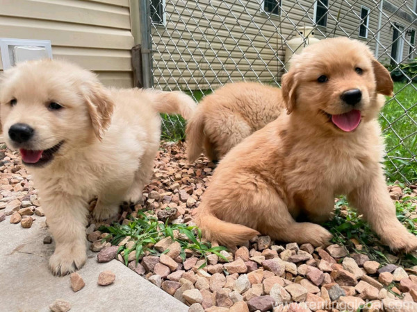 Golden retriever puppies for adoption 