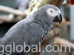 www.rentingglobal.com, renting, global, Texas, USA, african grey parrot eggs, blue and gold macaws for sale, double yellow head amazons for sale, solomon island eclectus for sale, toucan parrot for sale, african grey timneh parrot for sale, palid green quaker parrot for sale, molucan cockatoo for sale,  blue headed pionus for sale, blue crown conure for sale, blue quaker parrot for sale, hahns mini macaw for sale, red fronted macaw for sale, african grey congo parrot for sale, blue front amazons for sale, turquoise green cheek conure, green quaker parrot for sale, cheap black palm cockatoo for sale, cheap hyacinth macaw for sale, African Grey Congo Parrot for sale