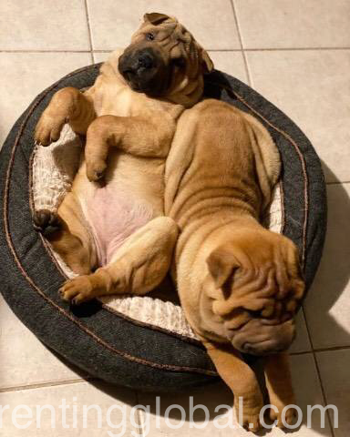 www.rentingglobal.com, renting, global, Orlando, FL, USA, for adoption, Two Chinese shar pei puppies available for adoption...2627776474