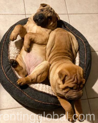 www.rentingglobal.com, renting, global, Wisconsin Rapids, WI, USA, for adoption, Two Chinese shar pei puppies available for adoption...2627776474