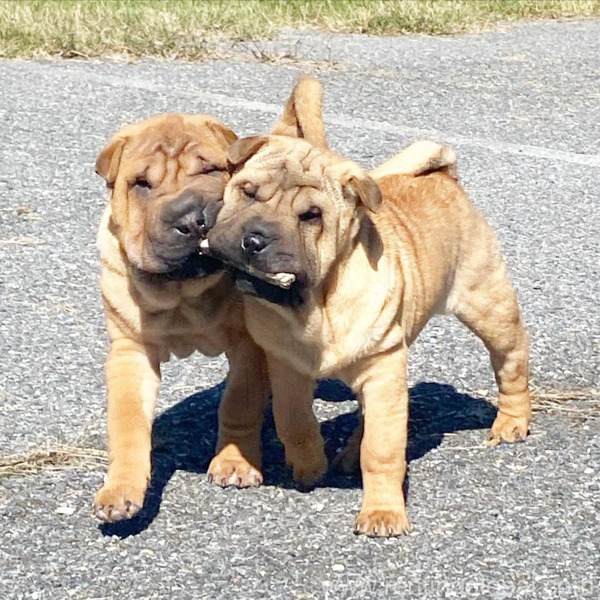 www.rentingglobal.com, renting, global, New York, NY, USA, Two Chinese shar pei puppies available for adoption 