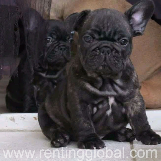 www.rentingglobal.com, renting, global, California, USA, French Bulldog Club of England Bronze and Silver Certificate qualified