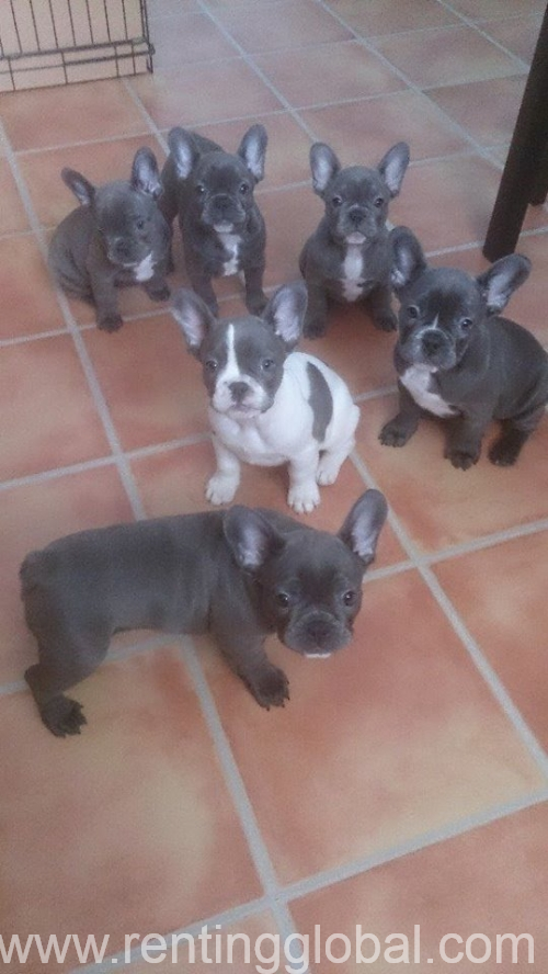 www.rentingglobal.com, renting, global, Texas, USA, French Bulldog Club of England Bronze and Silver Certificate qualified