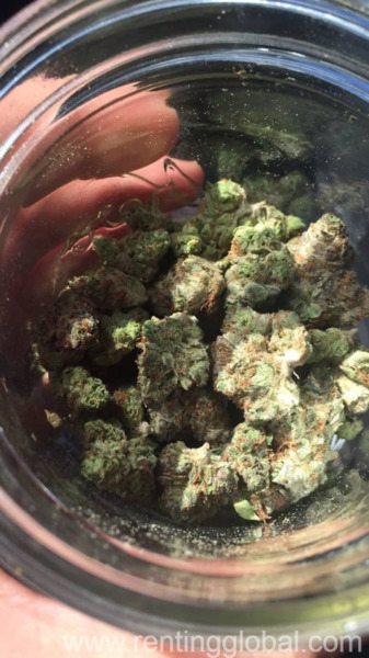 www.rentingglobal.com, renting, global, Washington, DC, USA, marijuana, treated marijuana